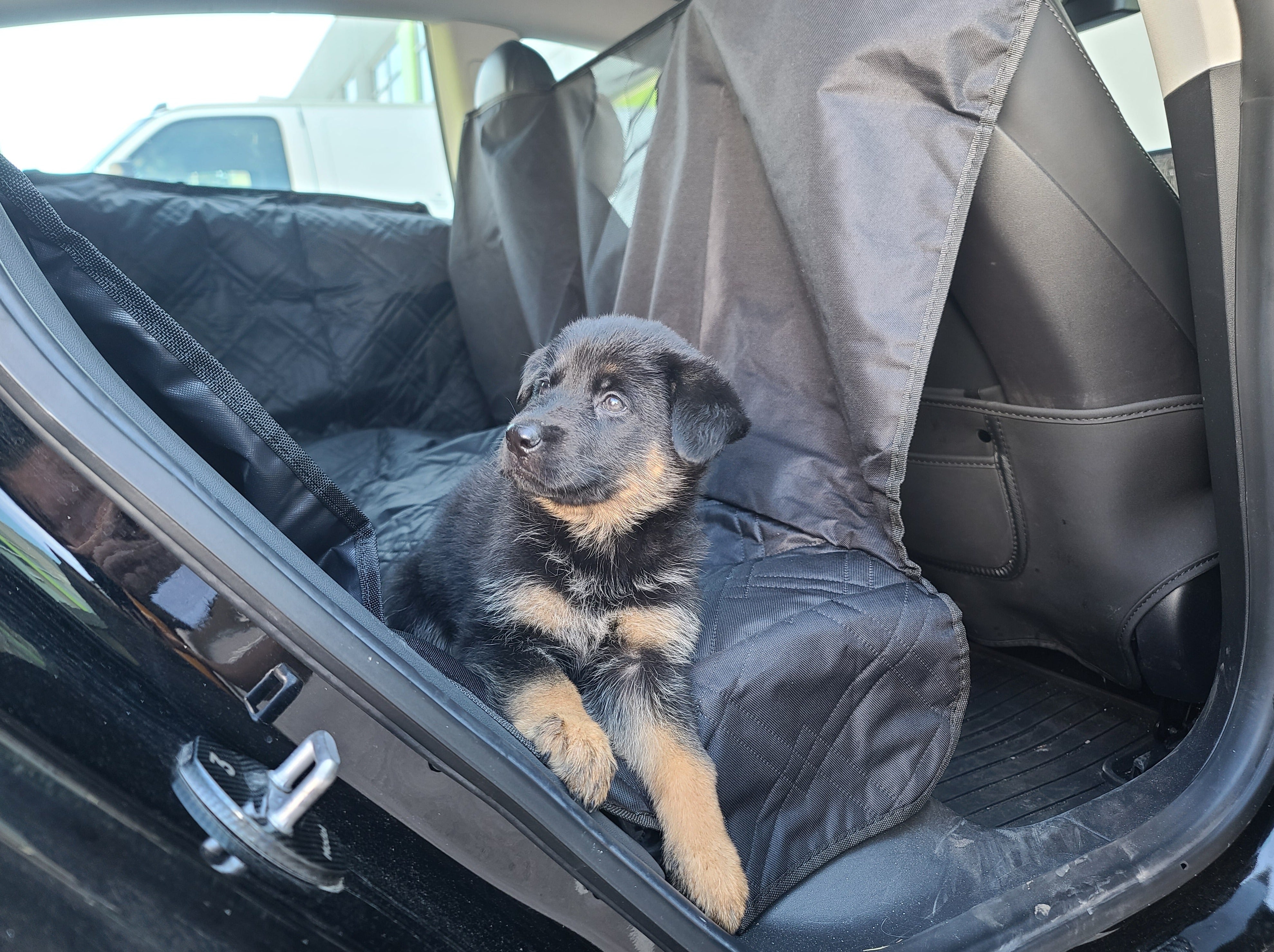 Dog car 2025 seat covers halfords